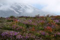 Wildflowers on Mount St Helens Volcanic Monument.