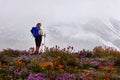 Wildflowers on Mount St Helens Volcanic Monument.