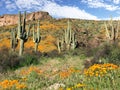 Wildflowers on a mountain hillside in Tonto National Monument