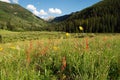 Mountain Flowers on the meadow - Colorado Royalty Free Stock Photo