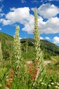 Mountain Flowers on the meadow - Colorado Royalty Free Stock Photo