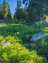 Wildflowers in mountain meadow Royalty Free Stock Photo