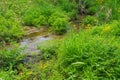 Stream through a Mountain Meadow Royalty Free Stock Photo