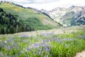 Wildflowers and Mountains