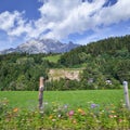 Wildflowers and mountains from moving car near Leogang, Austria