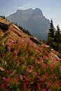 Wildflowers Mountainscape