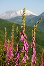 The wildflowers at Mt Saint Helens Royalty Free Stock Photo