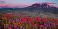 Alpine wildflowers Royalty Free Stock Photo