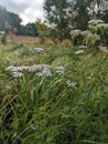 wildflowers near the forest