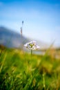 Wildflowers near Llyn Idwal, a small lake that lies within Cwm Idwal in the Glyderau mountains of Snowdonia.