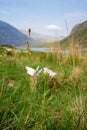 Wildflowers near Llyn Idwal, a small lake that lies within Cwm Idwal in the Glyderau mountains of Snowdonia. Royalty Free Stock Photo