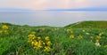 Wildflowers near the sea