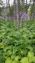 Wildflowers in north of Sweden. Royalty Free Stock Photo