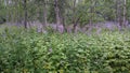 Wildflowers in north of Sweden. Royalty Free Stock Photo