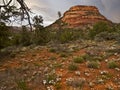 Wildflowers, Northern Arizona Desert