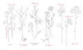 Wildflowers one line drawings set.