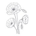 Wildflowers poppies clipart in a transparent background. Bouquet of doodle poppies with buds. Watercolor flowers for on