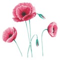 Wildflowers poppies clipart in a transparent background. Set of pink poppies with green buds. Hand painting. Watercolor