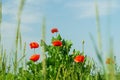 Wildflowers poppies in the grass against the blue sky. Summer blooming background Royalty Free Stock Photo