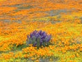 Wildflowers poppies, lupines and goldfields