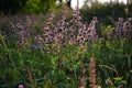 Wildflowers in the rays of the setting sun Royalty Free Stock Photo