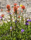 Wildflowers Red Indian Paint Brush Purple Larkspur