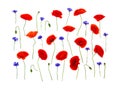 Wildflowers: red poppies corn poppy, corn rose, field poppy, Flanders poppy, red weed, coquelicot and cornflowers on white