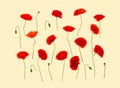 Wildflowers: red poppies corn poppy, corn rose, field poppy, Flanders poppy, red weed, coquelicot and cornflowers