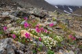 Wildflowers Rhododendron camtschaticum and Minuartia obtusiloba (Alpine sandwort) in a mountain gorge. Royalty Free Stock Photo