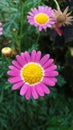 Roadside wildflowers