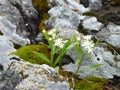 Wildflowers on a rock near Wawa Ontario Canada Royalty Free Stock Photo