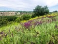 Wildflowers on the rocky slopes of the gorge Royalty Free Stock Photo