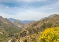 Wildflowers, San Gabriel Mountains, Angeles National Forest, CA Royalty Free Stock Photo