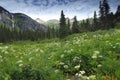 Wildflowers in San Juan Mountains in Colorado