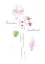 Wildflowers sandal hand drawn watercolor illustration. Sandalwood aquarelle paint drawing. Royalty Free Stock Photo