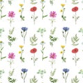 Wildflowers seamless pattern. Watercolor hand drawn Red poppy, blue cornflower, pink cosmos, daisy, green fern, mouse peas Royalty Free Stock Photo