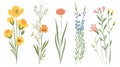 Wildflowers. Simple delicate blossoms in a field. Field floral herbs and stems. Beautiful gentle blooms isolated on