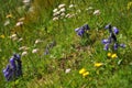 Wildflowers in Slovakian mountains - High Tatras