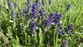 wildflowers. Small purple meadow flowers. natural photo of green field