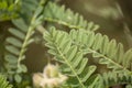 Wildflowers, sprouts with leaves closeup in summer wild field