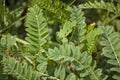 Wildflowers, sprouts with leaves closeup in summer wild field