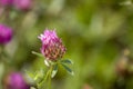 Wildflowers, sprouts with leaves closeup in summer wild field