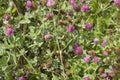 Wildflowers, sprouts with leaves closeup in summer wild field