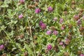 Wildflowers, sprouts with leaves closeup in summer wild field