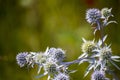 Wildflowers, sprouts with leaves closeup in summer wild field