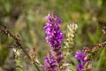 Wildflowers, sprouts with leaves closeup in summer wild field