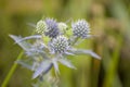 Wildflowers, sprouts with leaves closeup in summer wild field