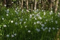 Wildflowers of Stellaria Holostea with woods background in springtime shadow Royalty Free Stock Photo