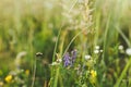 Wildflowers in summer meadow. Wild flowers and herbs close up in countryside Royalty Free Stock Photo