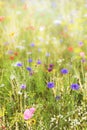 Wildflowers at the summer season, native and natural flowers and herbs Royalty Free Stock Photo